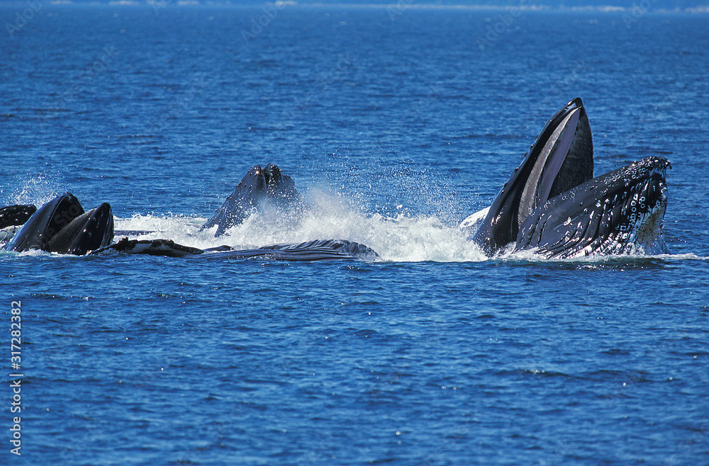 Fototapeta premium BALEINE A BOSSE megaptera novaeangliae