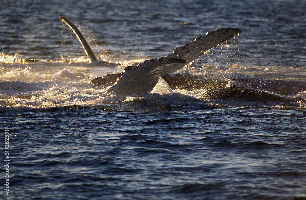Fototapeta premium BALEINE A BOSSE megaptera novaeangliae