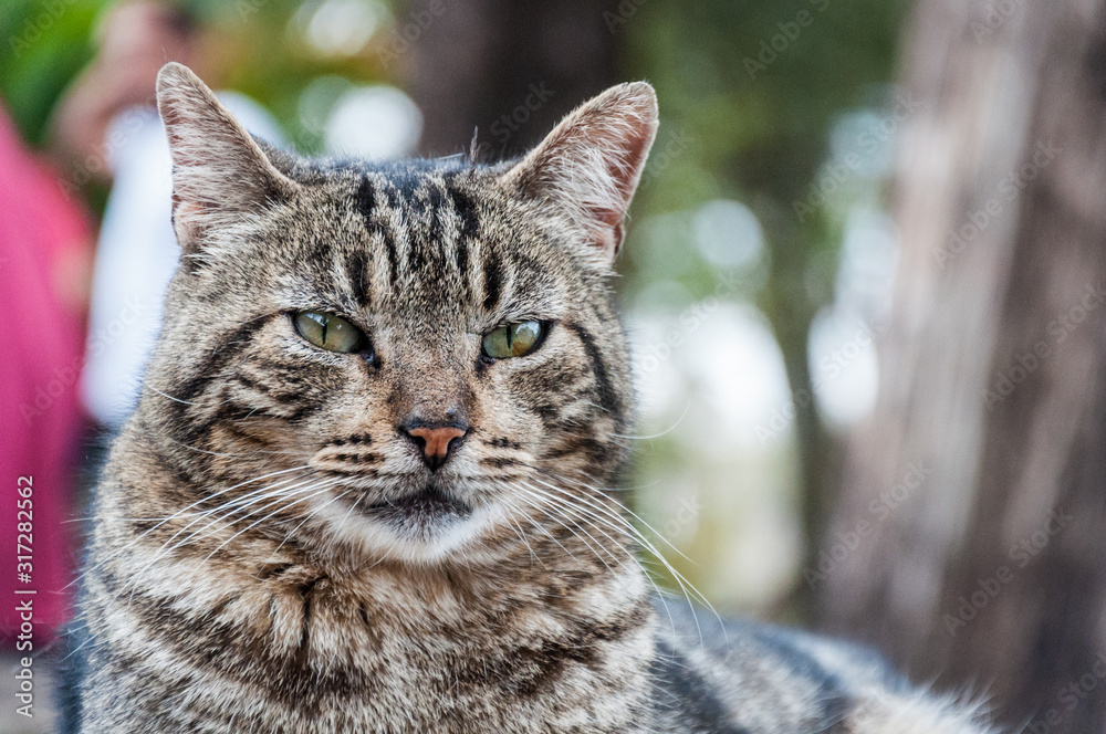 Brown cat looking to the camera Brown cat looking to the camera