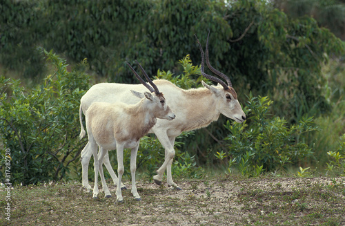 ADDAX addax nasomaculatus