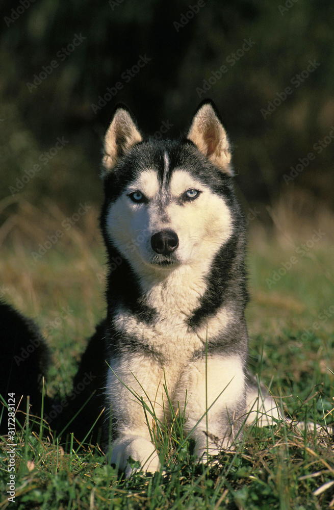 SIBERIAN HUSKY