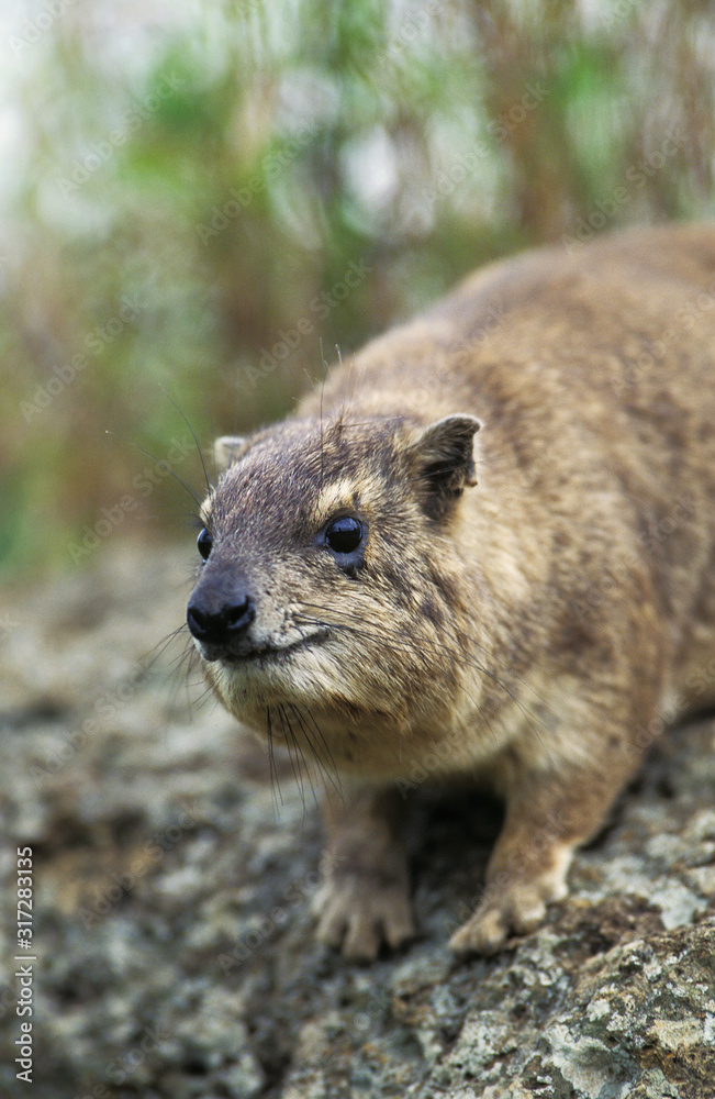 Fototapeta premium DAMAN DES ROCHERS procavia capensis