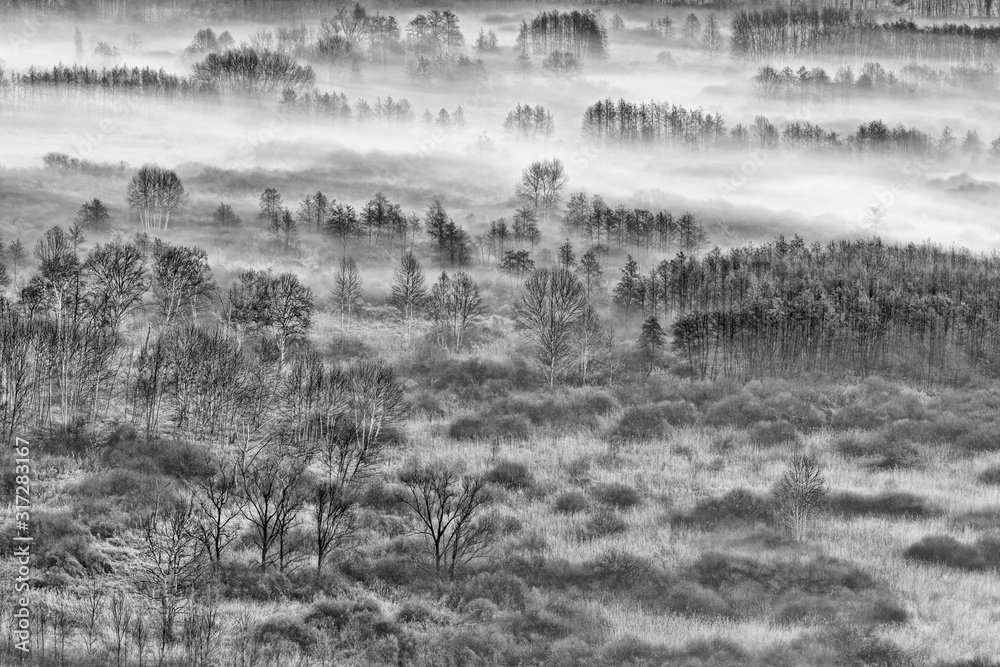 The foggy forest, black and white landscape