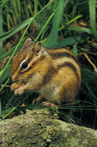 ECUREUIL DE COREE eutamia sibericus photo