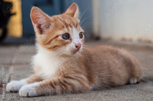 Small orange cat puppy posing to the camera