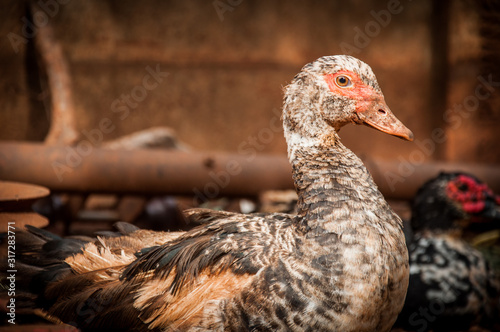 Conceptual duck photo in the brown backyard