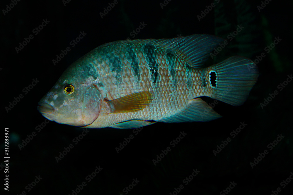 Fototapeta premium CICHLIDE cichla ocellaris