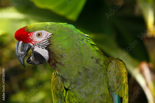 Fototapeta ARA MILITAIRE ara militaris