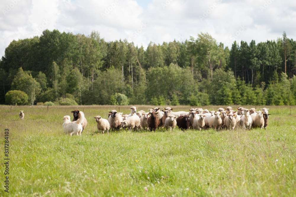 Obraz premium Dog and sheep in the meadow