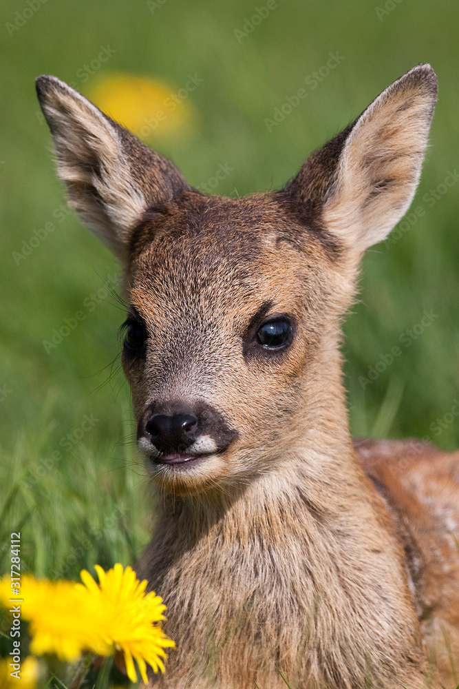 Fototapeta premium CHEVREUIL capreolus capreolus