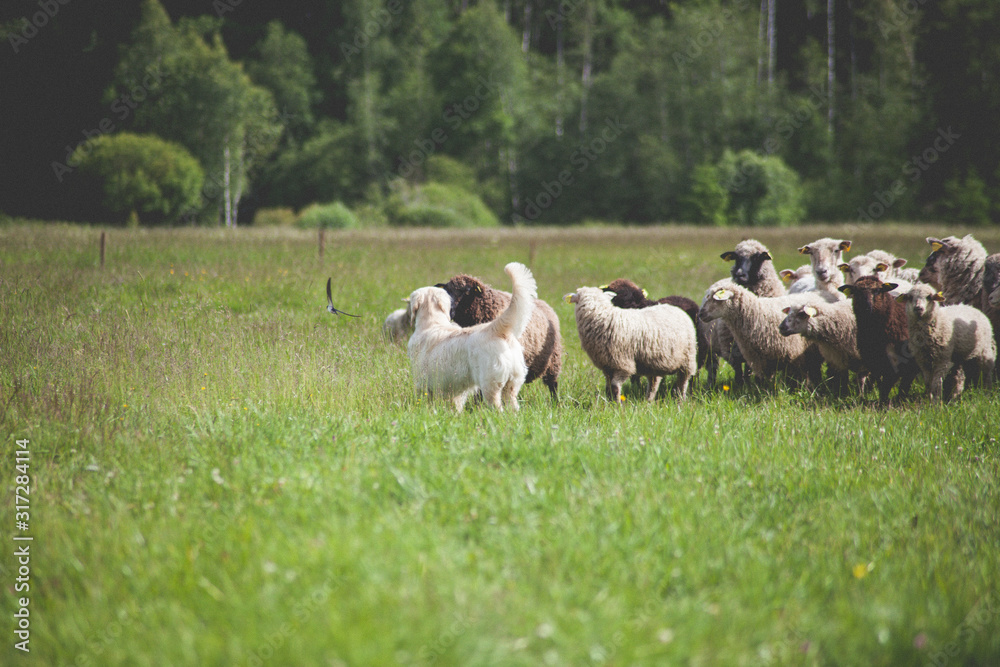 Dog and sheep in the meadow