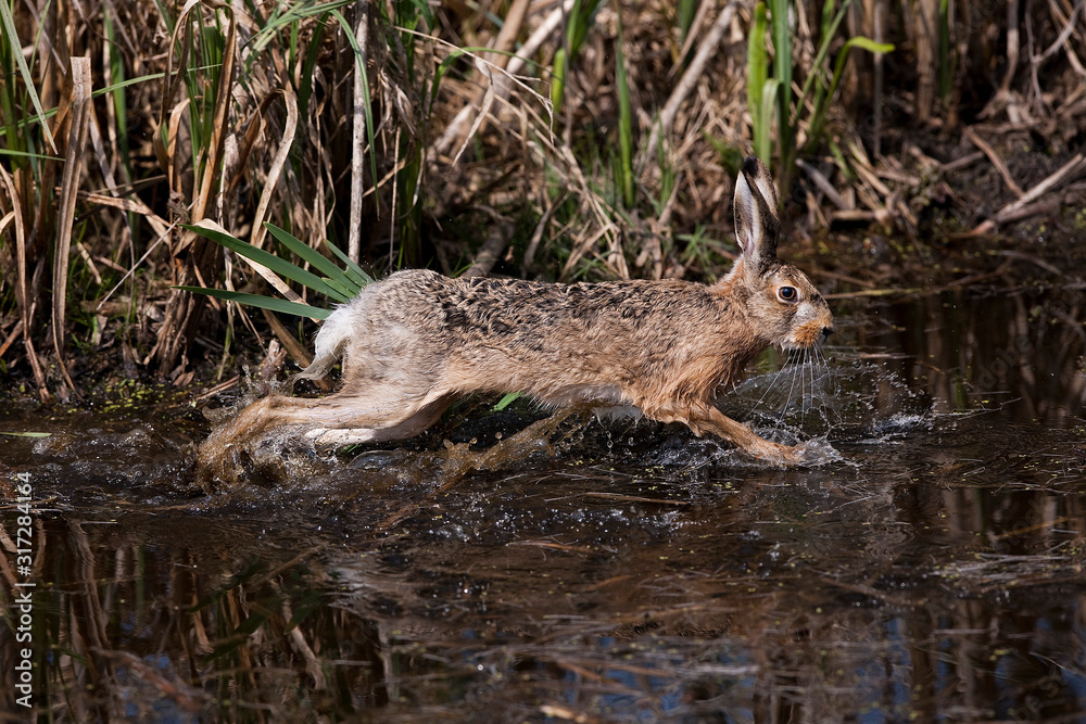 LIEVRE D'EUROPE lepus europaeus LIEVRE D'EUROPE lepus europaeus