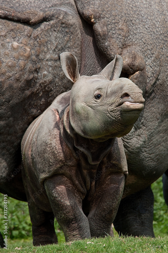 Fototapeta premium RHINOCEROS INDIEN rhinoceros unicornis
