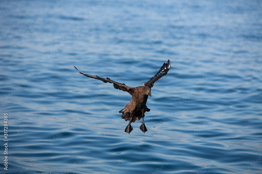 LABBE ANTARCTIQUE catharacta antarctica