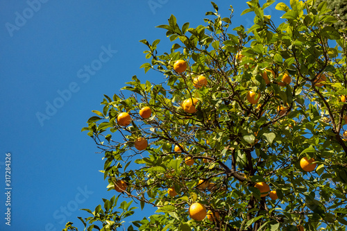 Orange fruit in tree