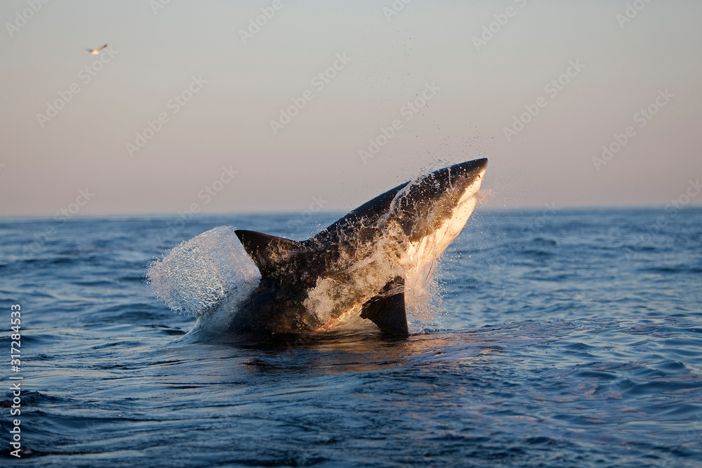 Fototapeta premium GRAND REQUIN BLANC carcharodon carcharias