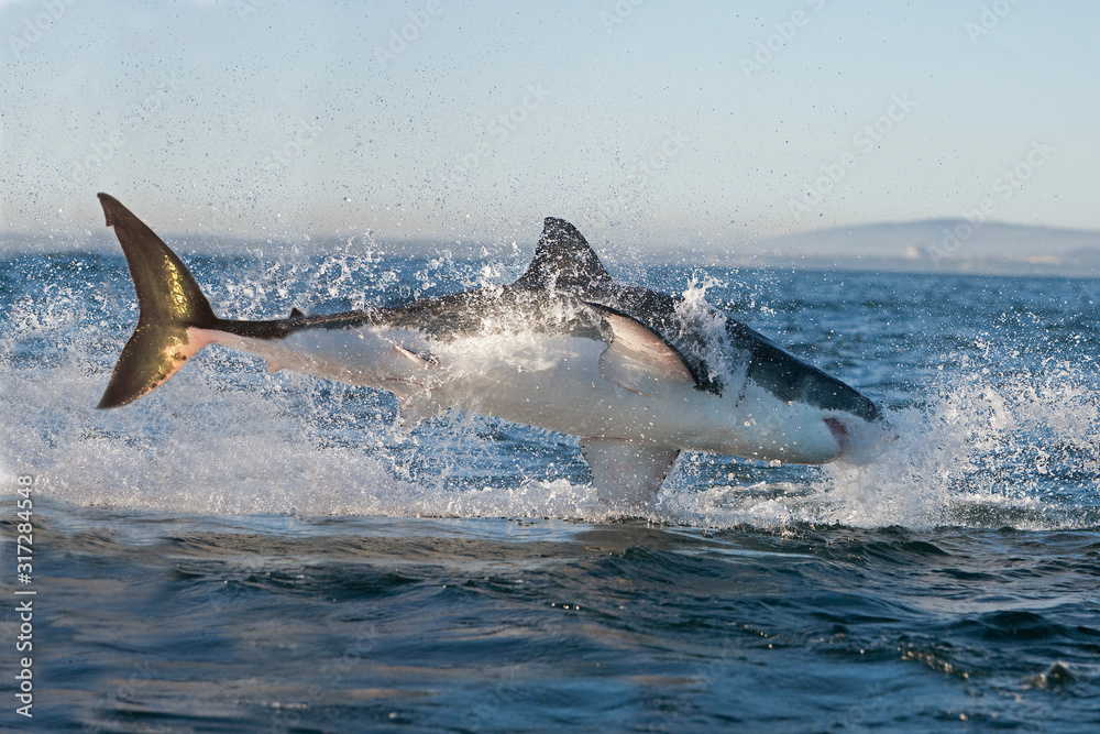 Fototapeta premium GRAND REQUIN BLANC carcharodon carcharias