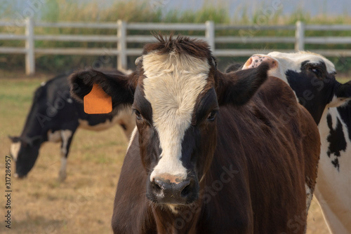 Black pied cow, in the thailand, standing on green grass in a meadow pasture.