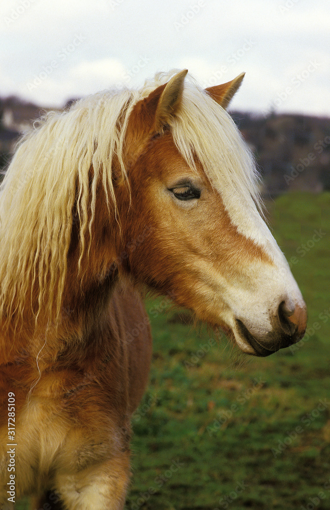 Obraz premium HAFLINGER