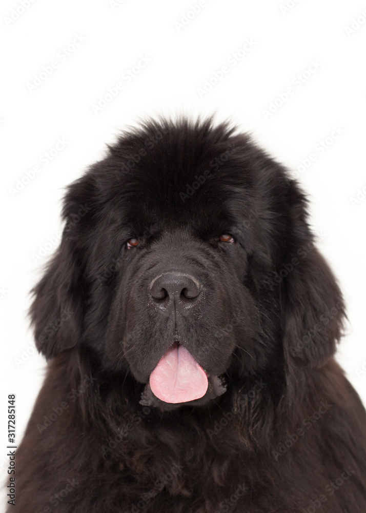 Black newfoundland dog in studio