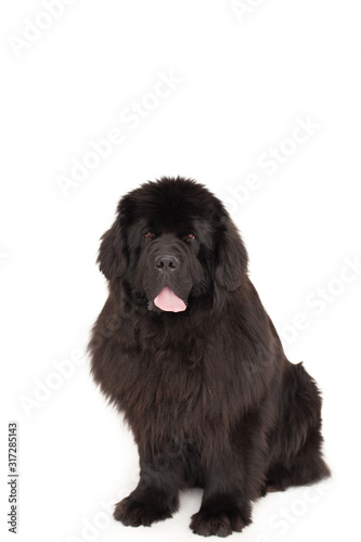 Black newfoundland dog in studio