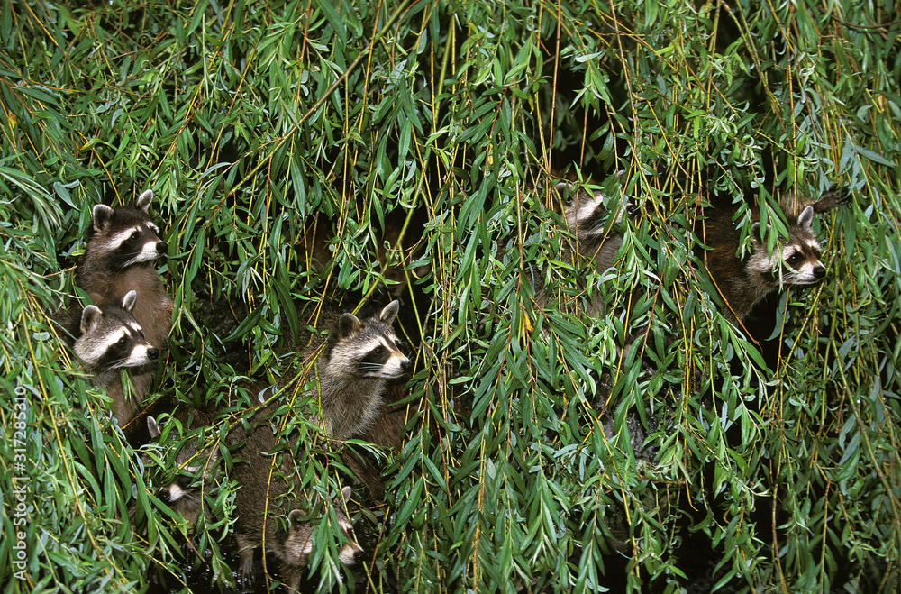 Obraz premium RATON LAVEUR procyon lotor