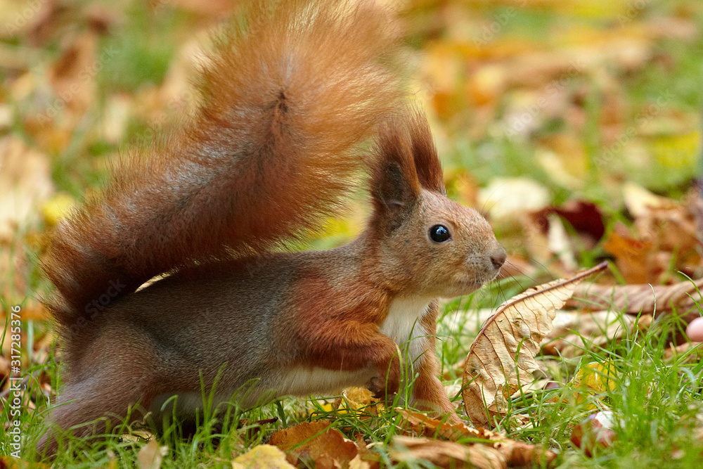Red squirrel in the parkland is hunting on nuts Red squirrel in the parkland is hunting on nuts