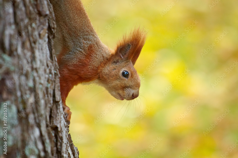 Red squirrel in the parkland is hunting on nuts Red squirrel in the parkland is hunting on nuts