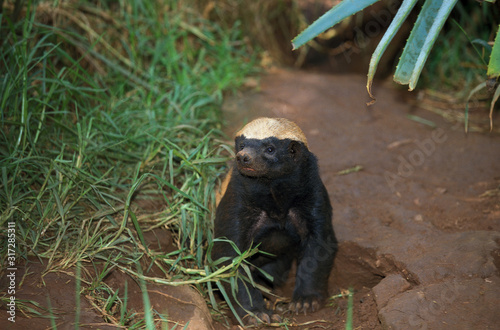 RATEL mellivora capensis photo