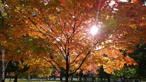Photography Fall views from Trinity Bellwoods Park in Toronto