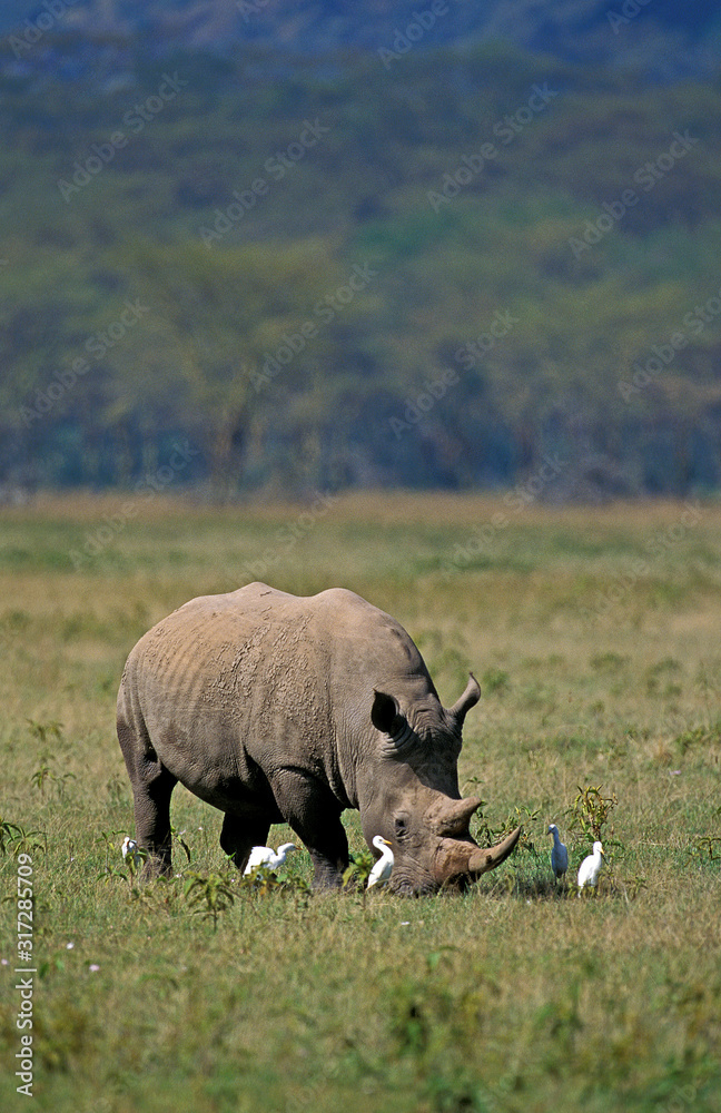 RHINOCEROS BLANC ceratotherium simum