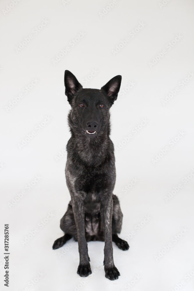 Belgian Malinois in Studio Belgian Malinois in Studio