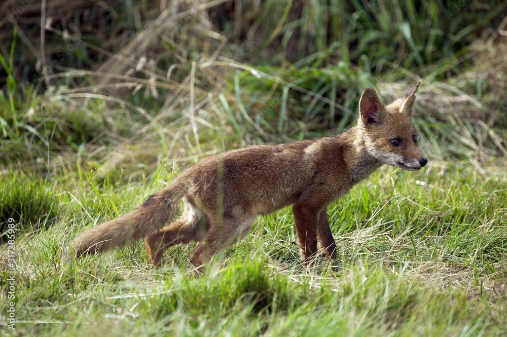 RENARD ROUX vulpes vulpes