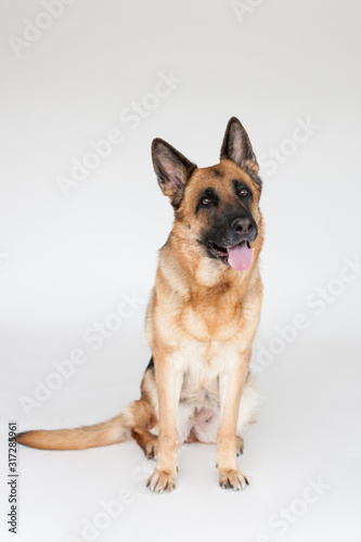 German Shepherd Studio  © Jaana