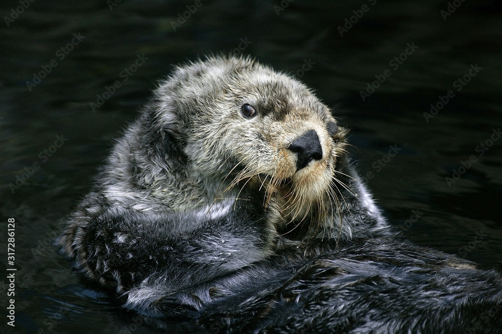 LOUTRE DE MER enhydra lutris