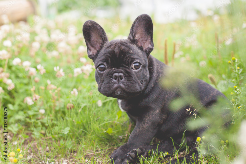 French bulldog puppy in grass