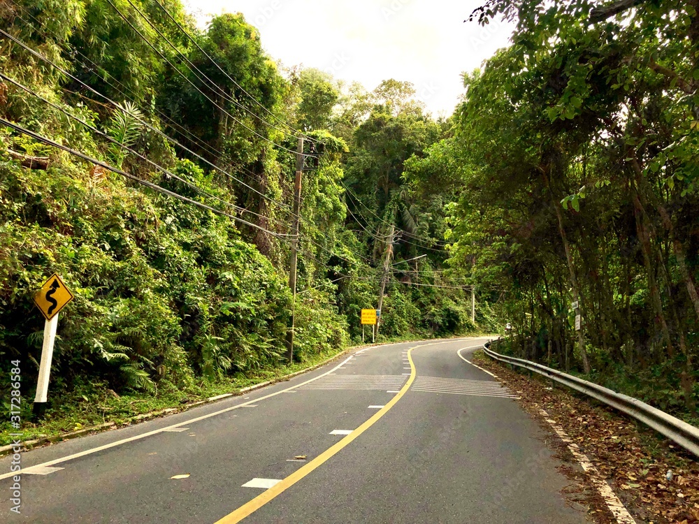 Road in the jungle Road in the jungle