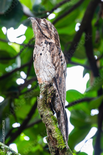Common Potoo standing in the top of a tree branch