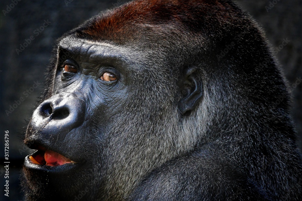 Obraz premium Gorilla looking at the camera