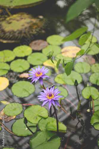 purple water lilies
