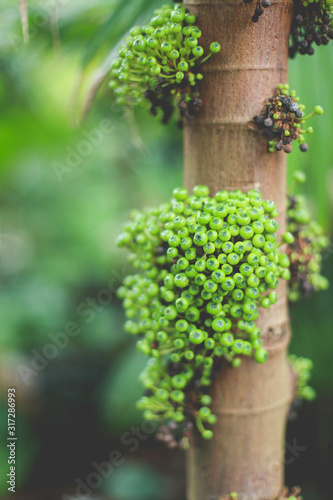 tropical plant