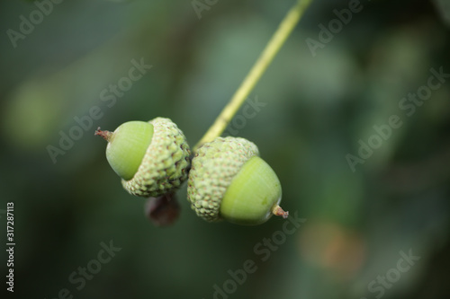 acorns on leaves