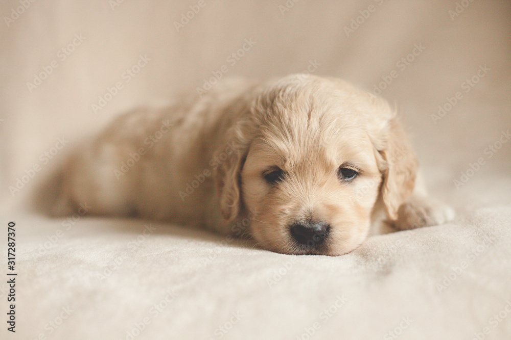 Fototapeta sleepy golden retriever puppy