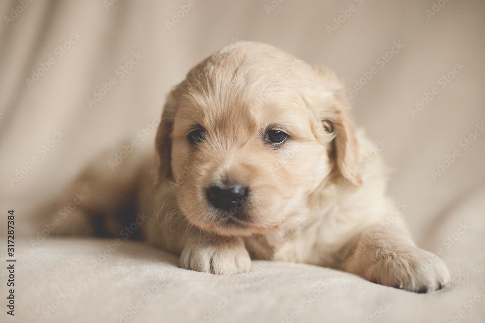 golden retriever puppy looking