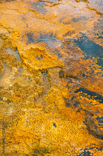 Colorful bands of thermophilic bacteria in Yellowstone National Park, Wyoming