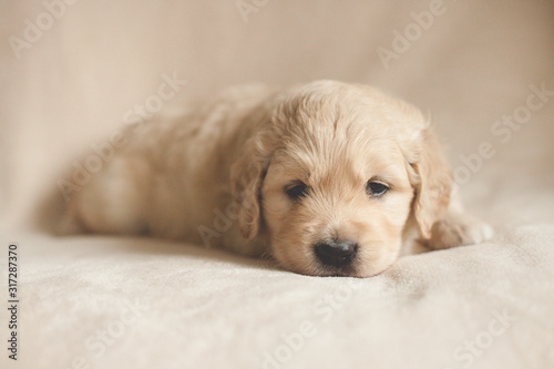sleepy golden retriever puppy