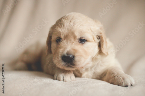 golden retriever puppy looking © Jaana