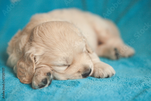 golden retriever puppy sleeping