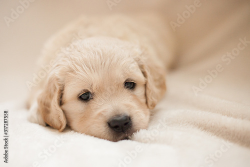 golden retriever puppy looking