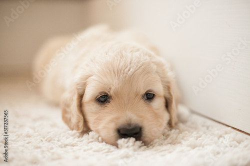 golden retriever puppy in box